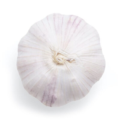 picture of garlic