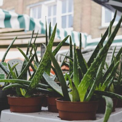 Aloe Vera