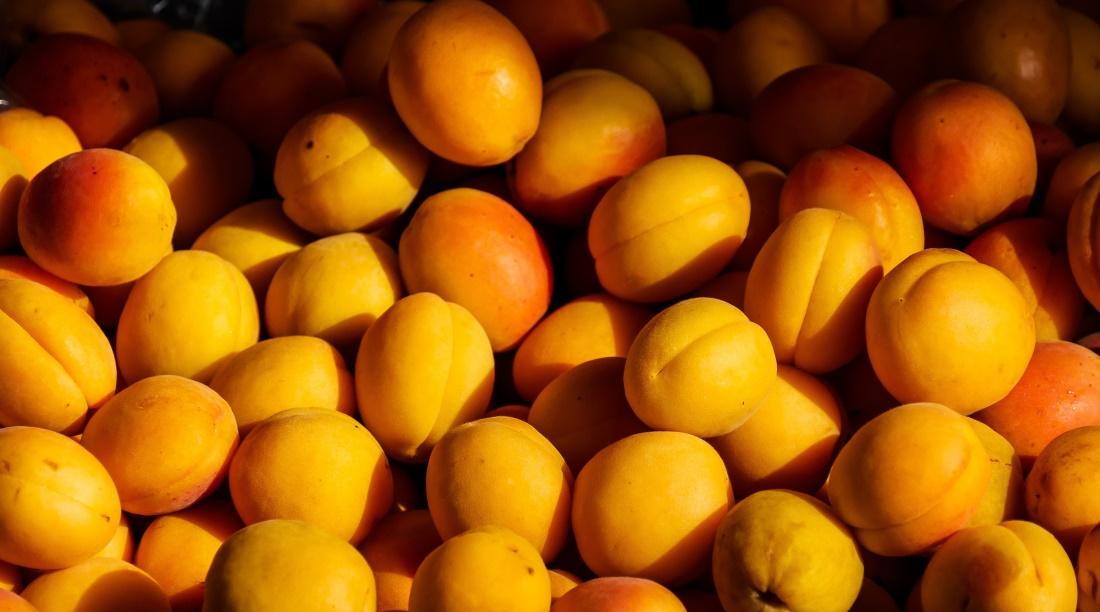 Can Dogs Eat Apricots? And How Much Is Safe?