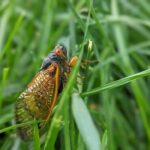 Cicadas