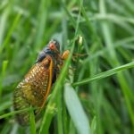 Cicadas