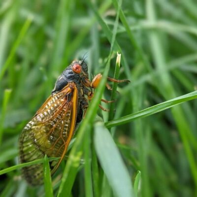 Cicadas