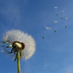 Dandelions