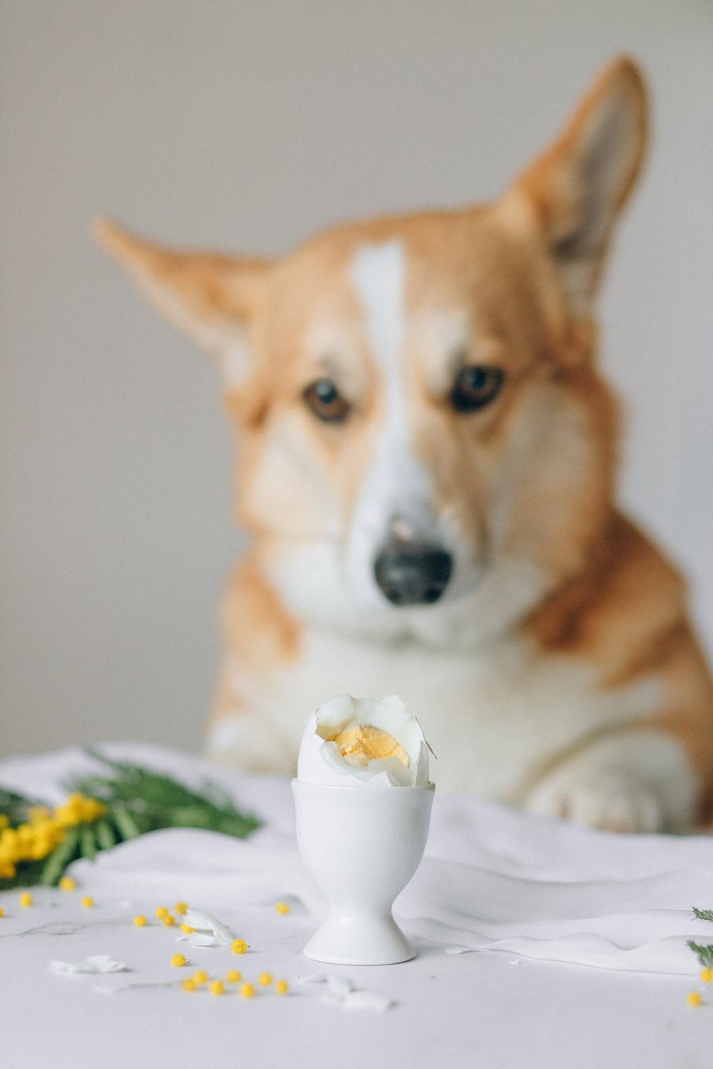 Can Dogs Eat Deviled Eggs? Risks & Safety Tips