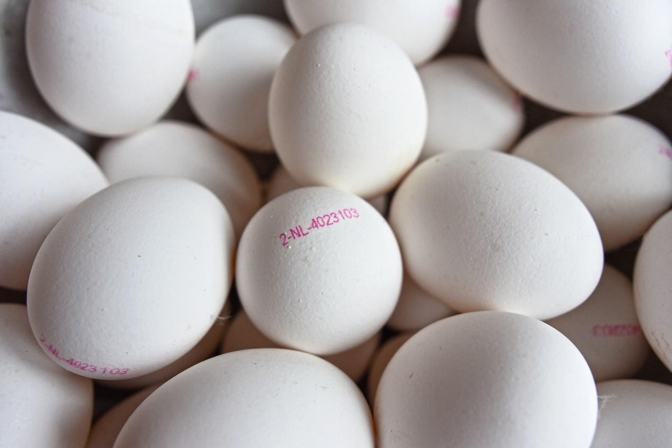 Can Dogs Eat Duck Eggs? And How Much Is Safe?