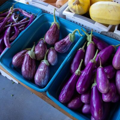 Eggplant