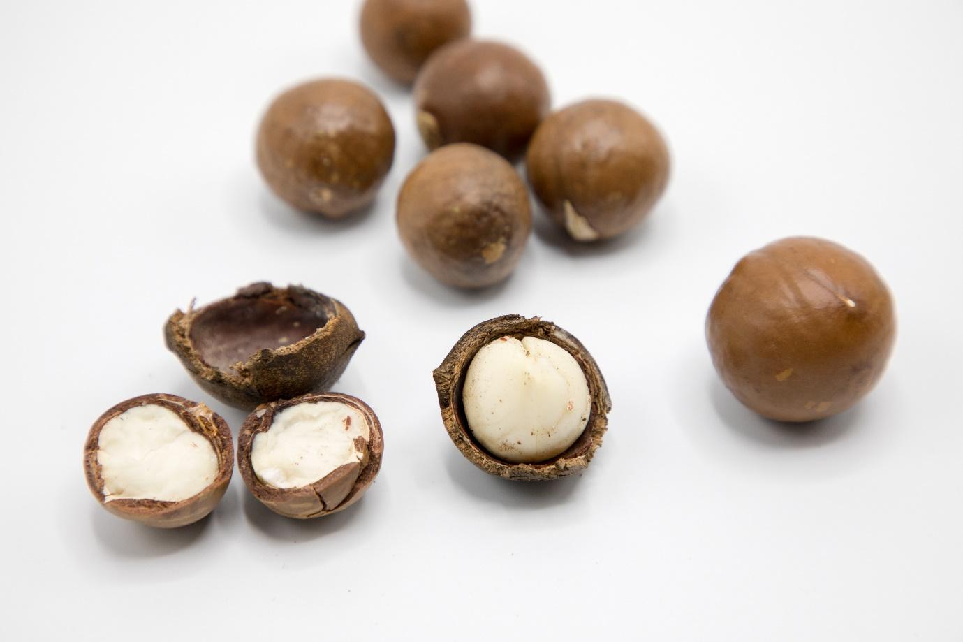 Can Dogs Eat Macadamia Nuts? Dr. Wolfe Shares Critical Information