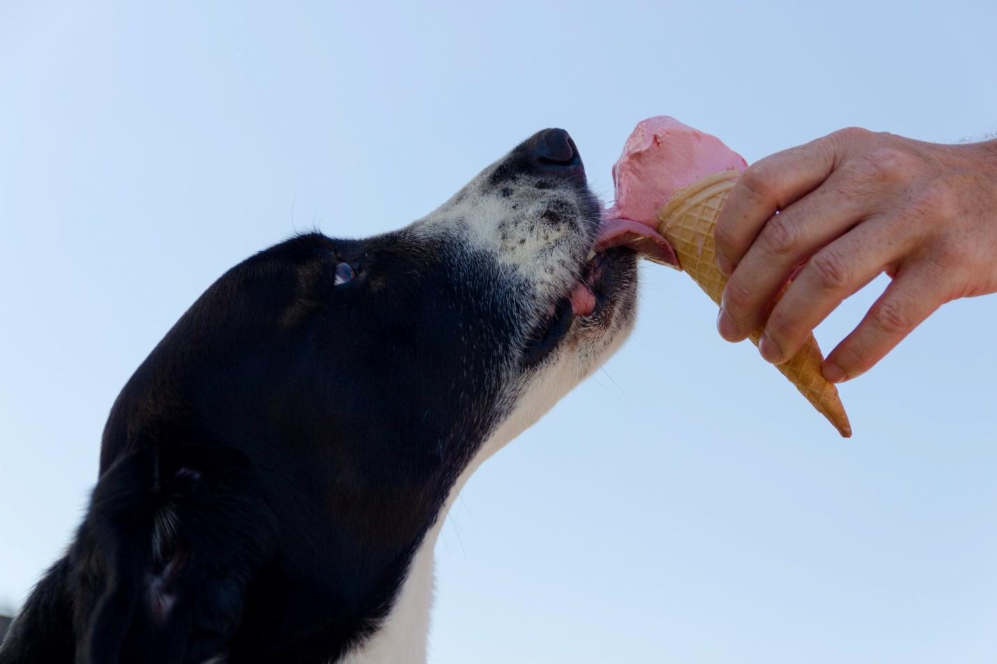 Can Dogs Eat Mcdonalds Ice Cream? Risks & Safety Tips