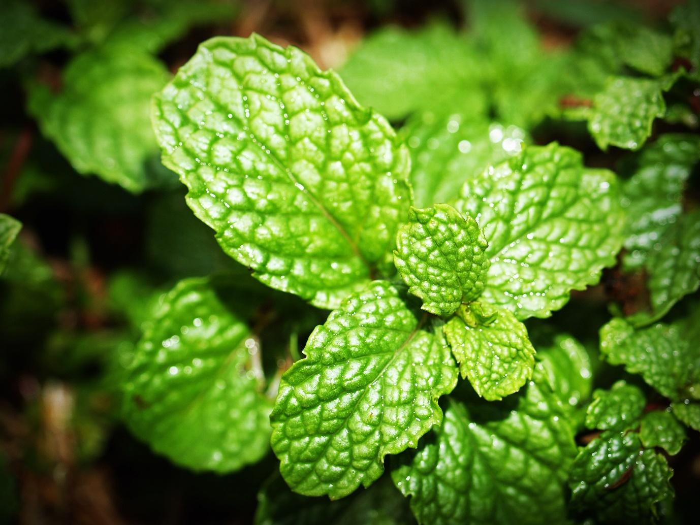 Can Dogs Eat Mint? And How Much Is Safe?