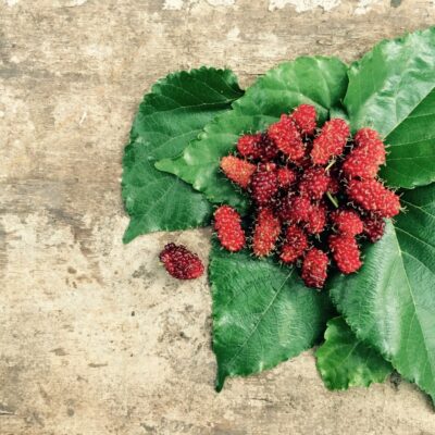 Mulberries