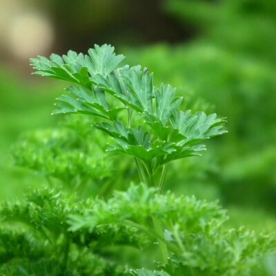 Parsley