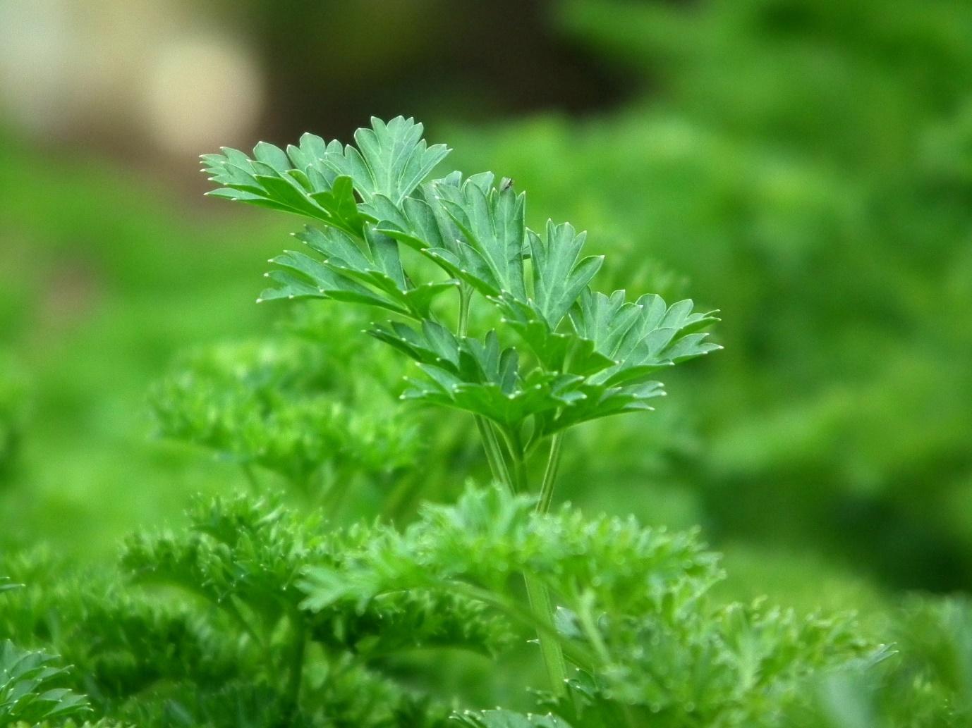 Can Dogs Eat Parsley? There's 3 Types To Be Aware Of...