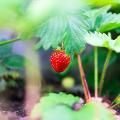 Strawberry Leaves