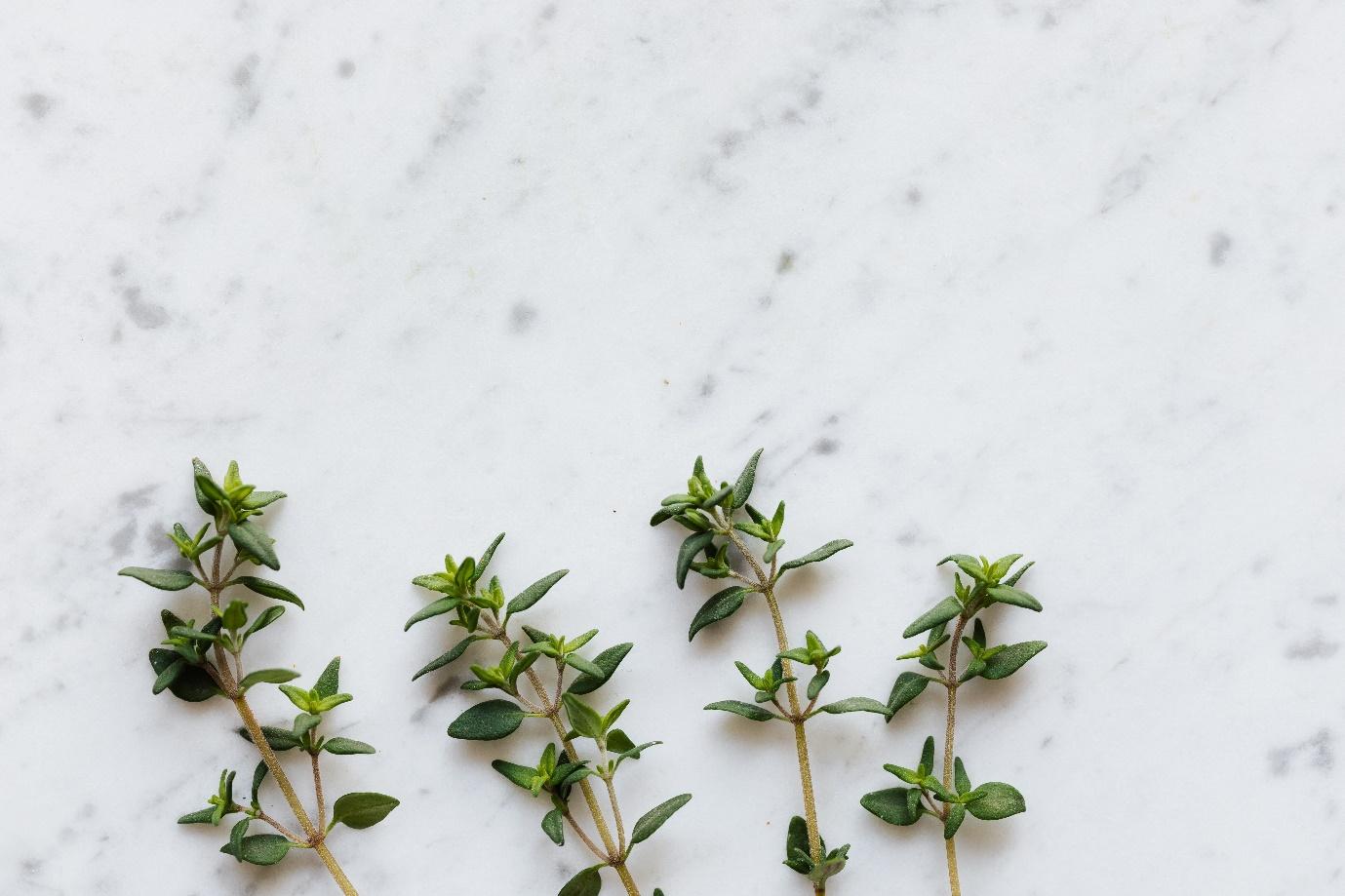 Can Dogs Eat Thyme? And How Much Is Safe?