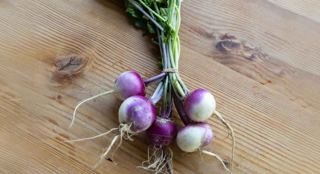 Can Dogs Eat Turnips? And How Much Is Safe?