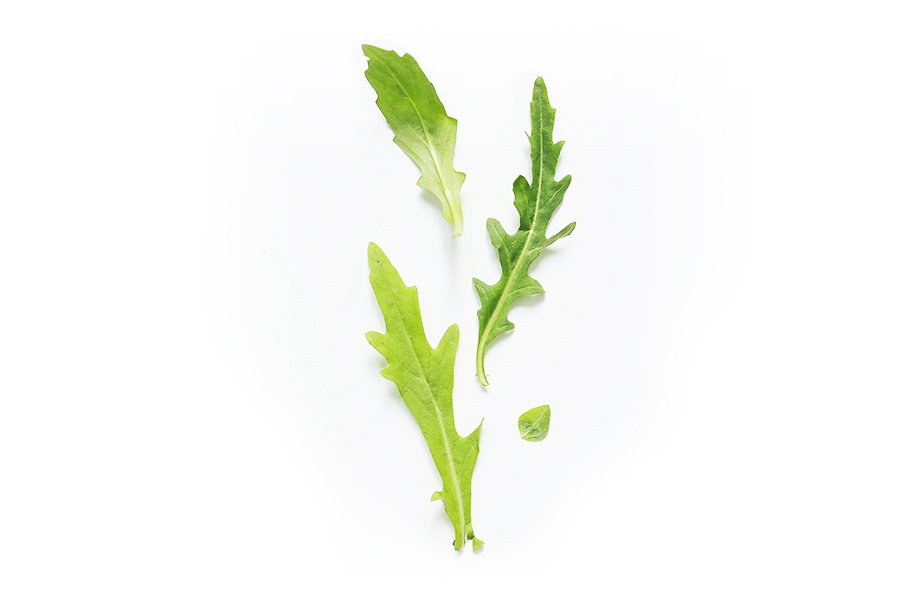 Can Dogs Eat Arugula? Feeding Tips from Dr. Wolfe (2023)