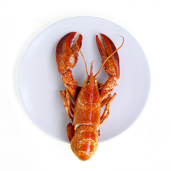 Can Dogs Eat Lobster? And How Much Is Safe?