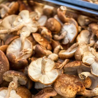 photo of shiitake mushrooms