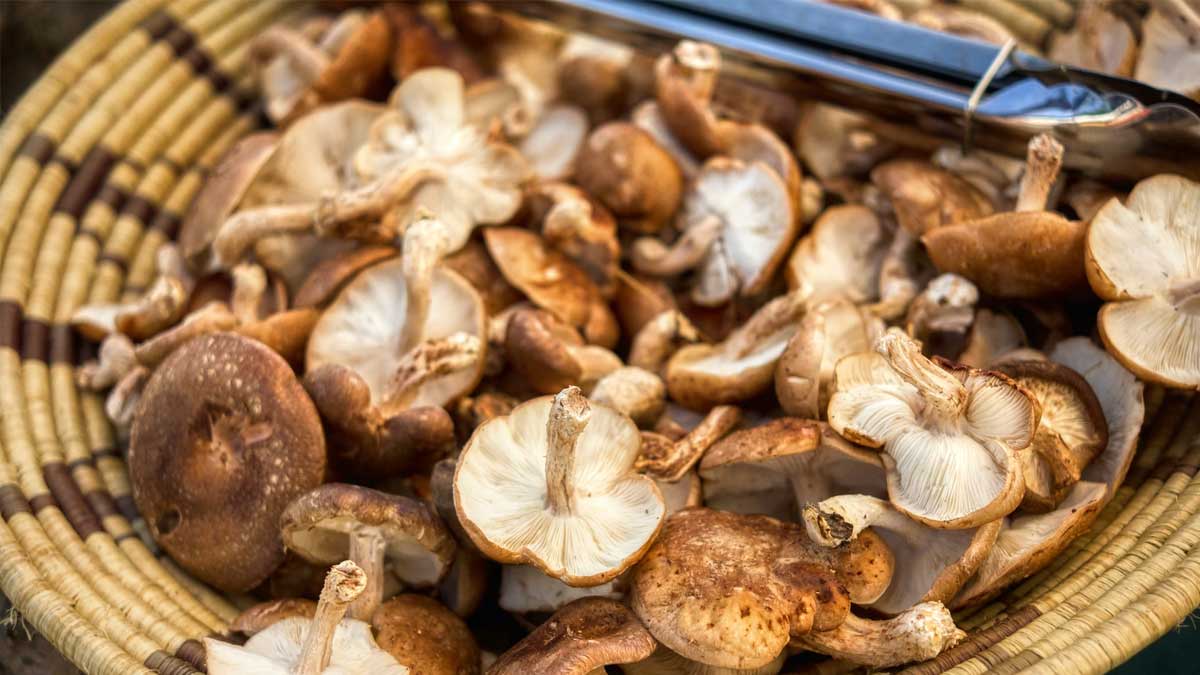 photo of shiitake mushrooms