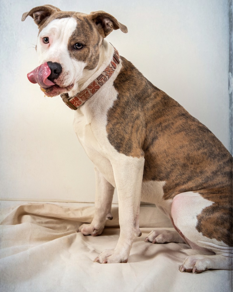 My Dog Ate Butter What You Need to Know Risks & Safety Tips